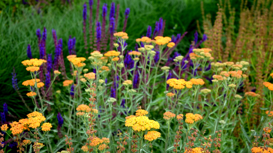 Тысячелистник Achillea HELLA Glashoff