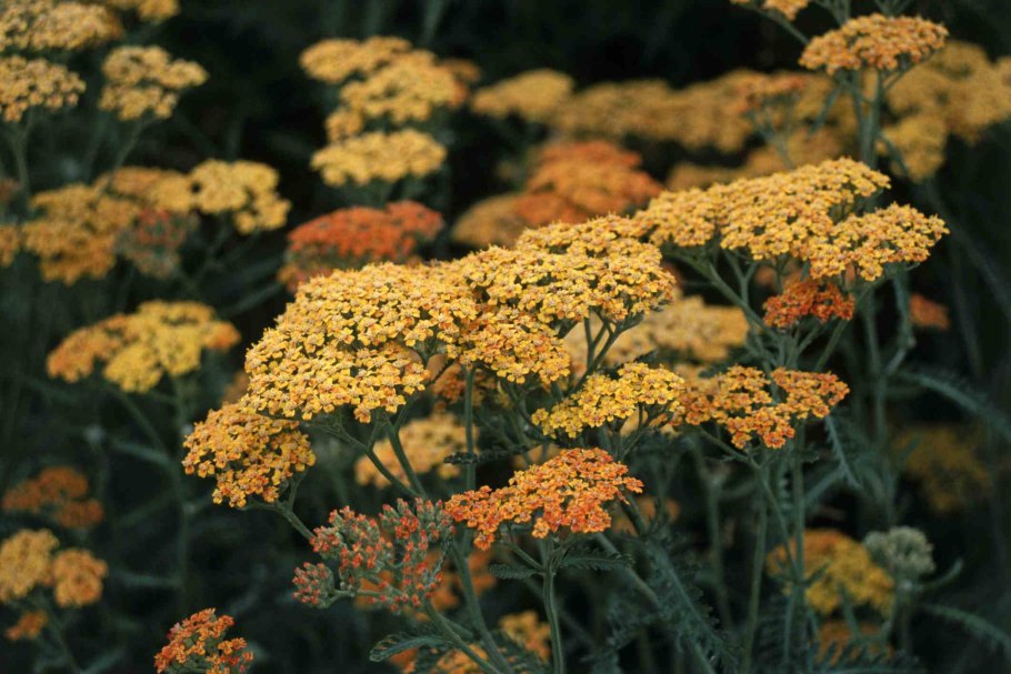 Тысячелистник Achillea Inca Gold
