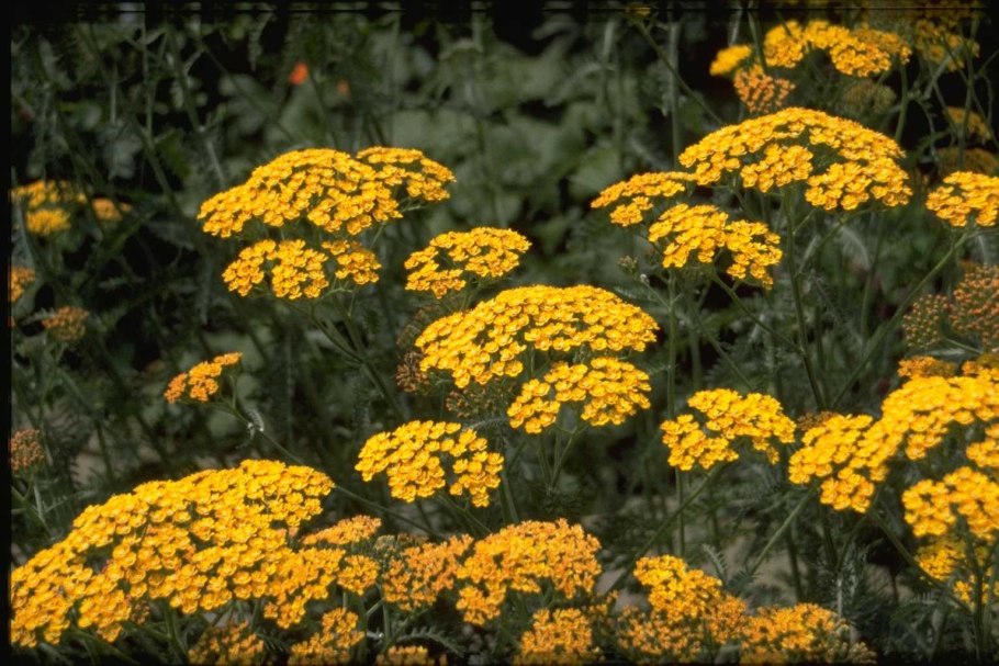 Тысячелистник малиновый фото