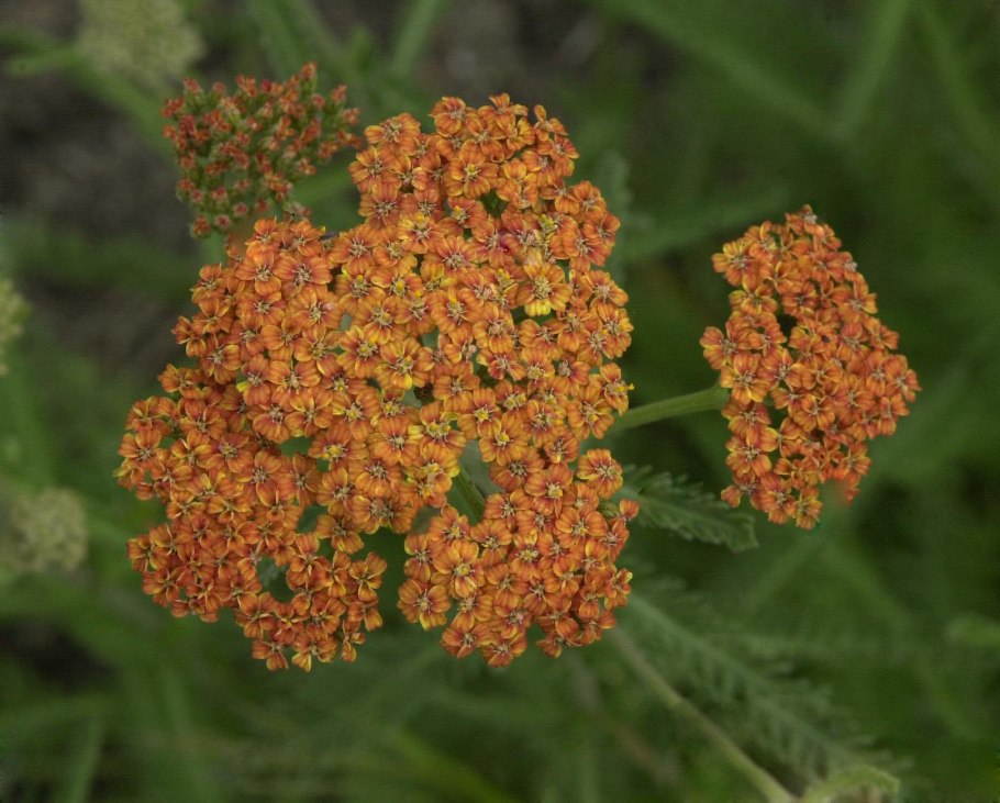 Тысячелистник Achillea millefolium Terracotta