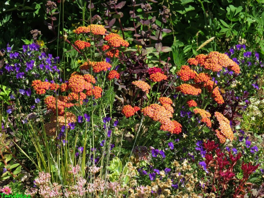 Achillea millefolium Terracotta