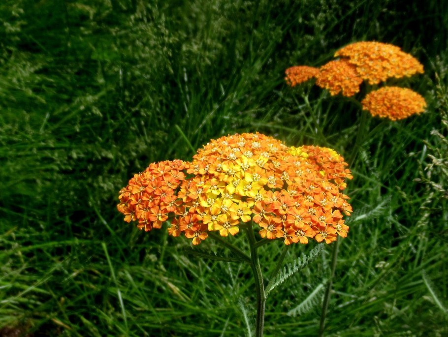 Тысячелистник саммер пастелс