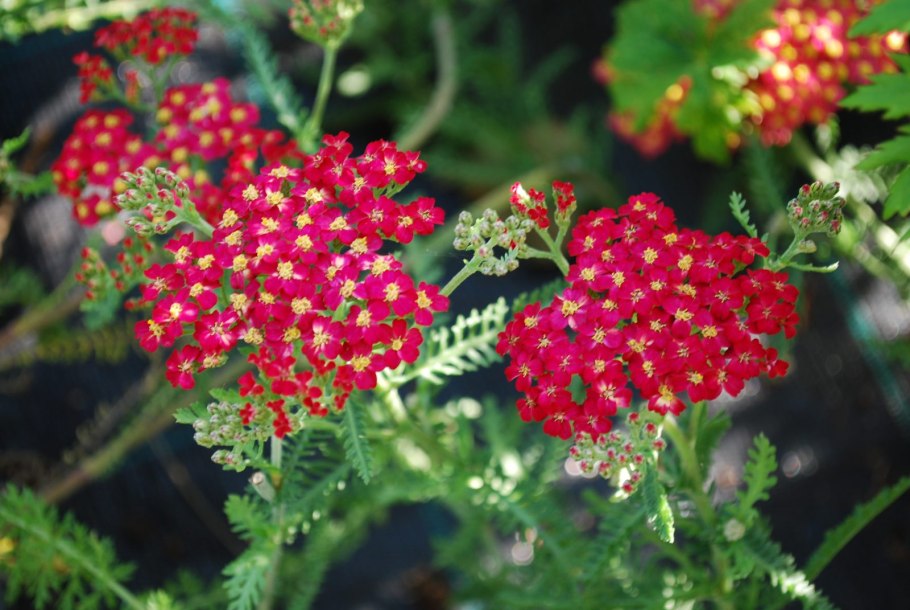 Тысячелистник paprika