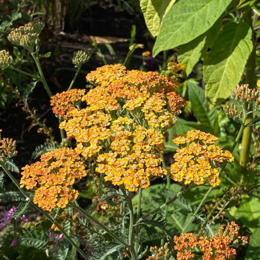 Тысячелистник Achillea Terracotta