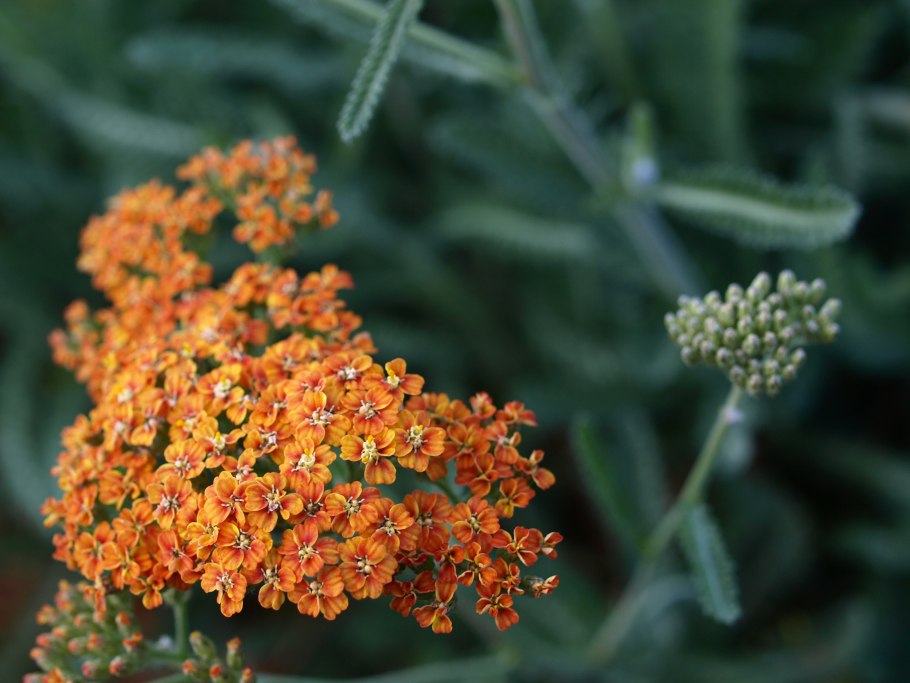 Тысячелистник Achillea Terracotta