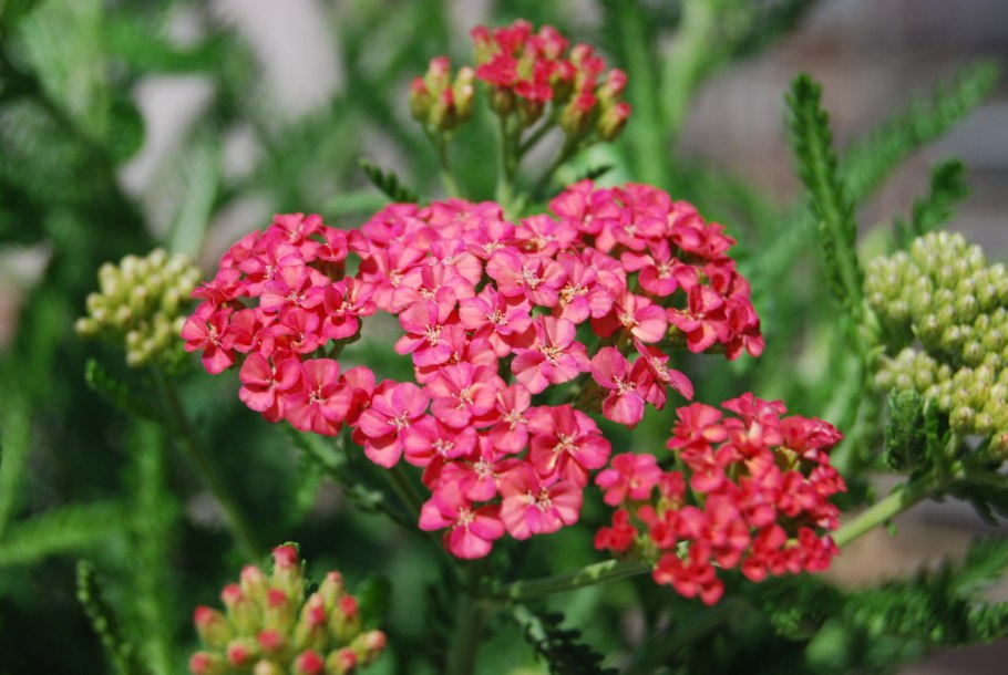 Тысячелистник ред вельвет