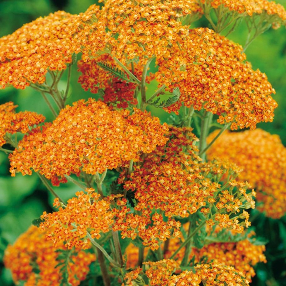 Тысячелистник Achillea Terracotta