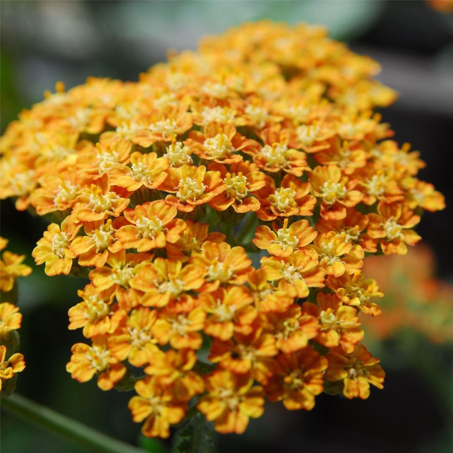 Тысячелистник Achillea "Red Velvet"