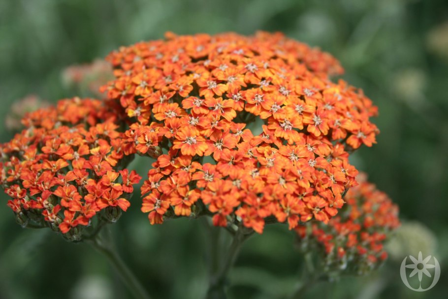 Миксбордер эхинацея тысячелистник