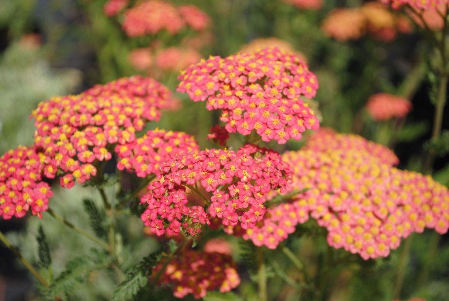 Achillea millefolium paprika
