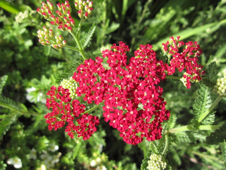 Тысячелистник вишневая королева