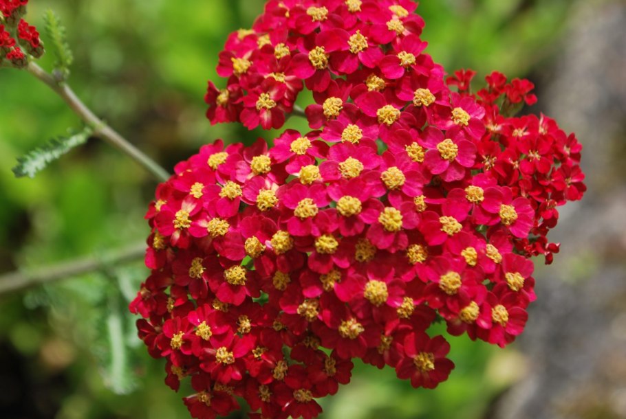 Тысячелистник обыкновенный 'red velvet'