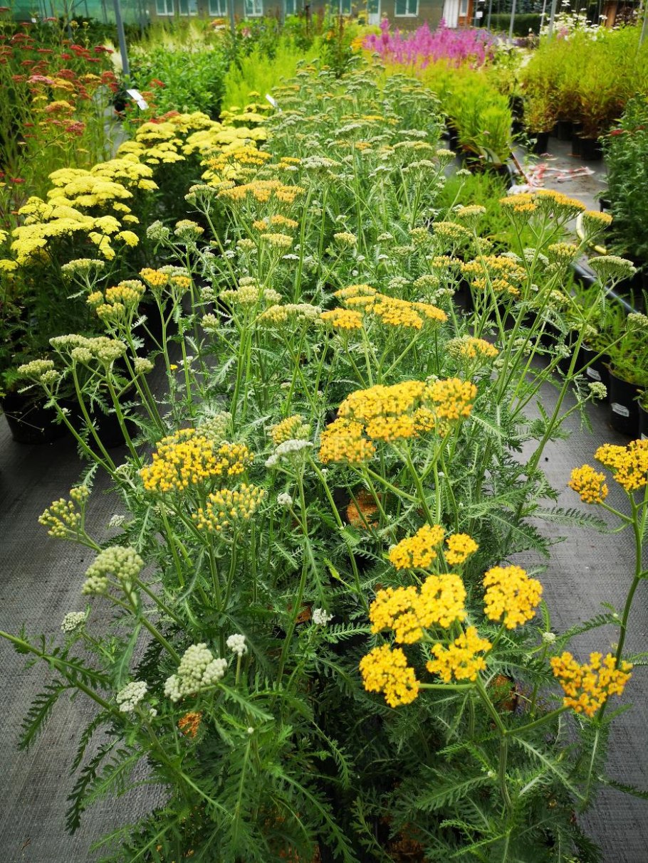 Тысячелистник Ахиллея