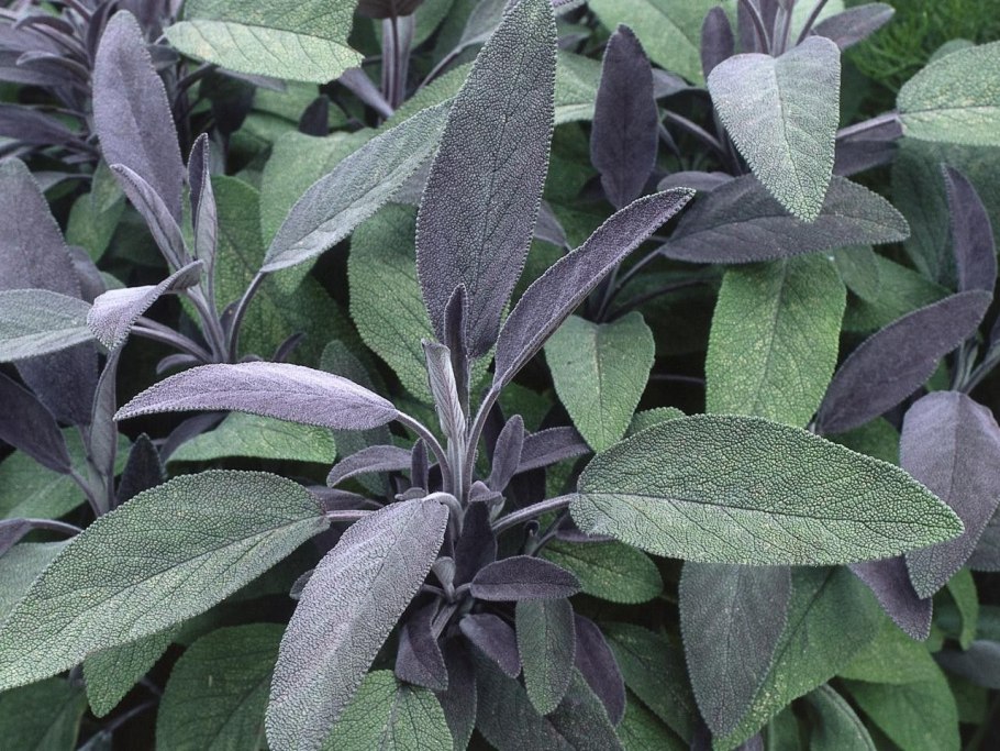 Шалфей оффициналис Пурпурея