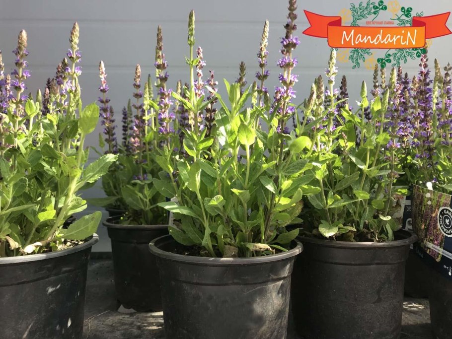 Многолетники шалфей Дубравный