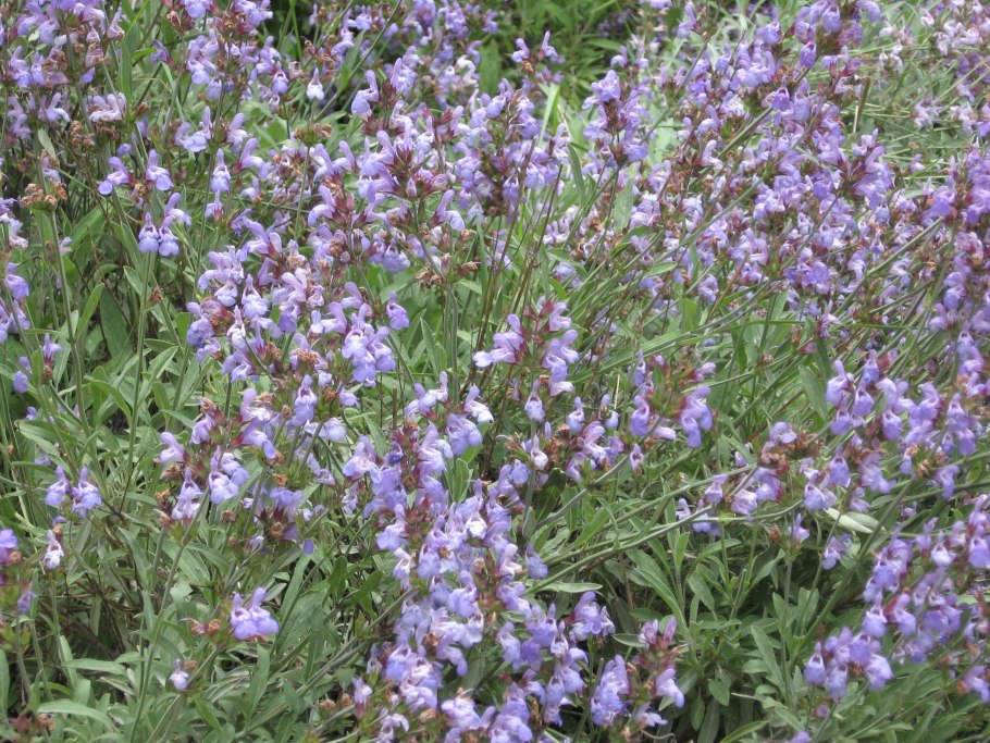 Шалфей Дубравный "Нью Дименшн Роуз"