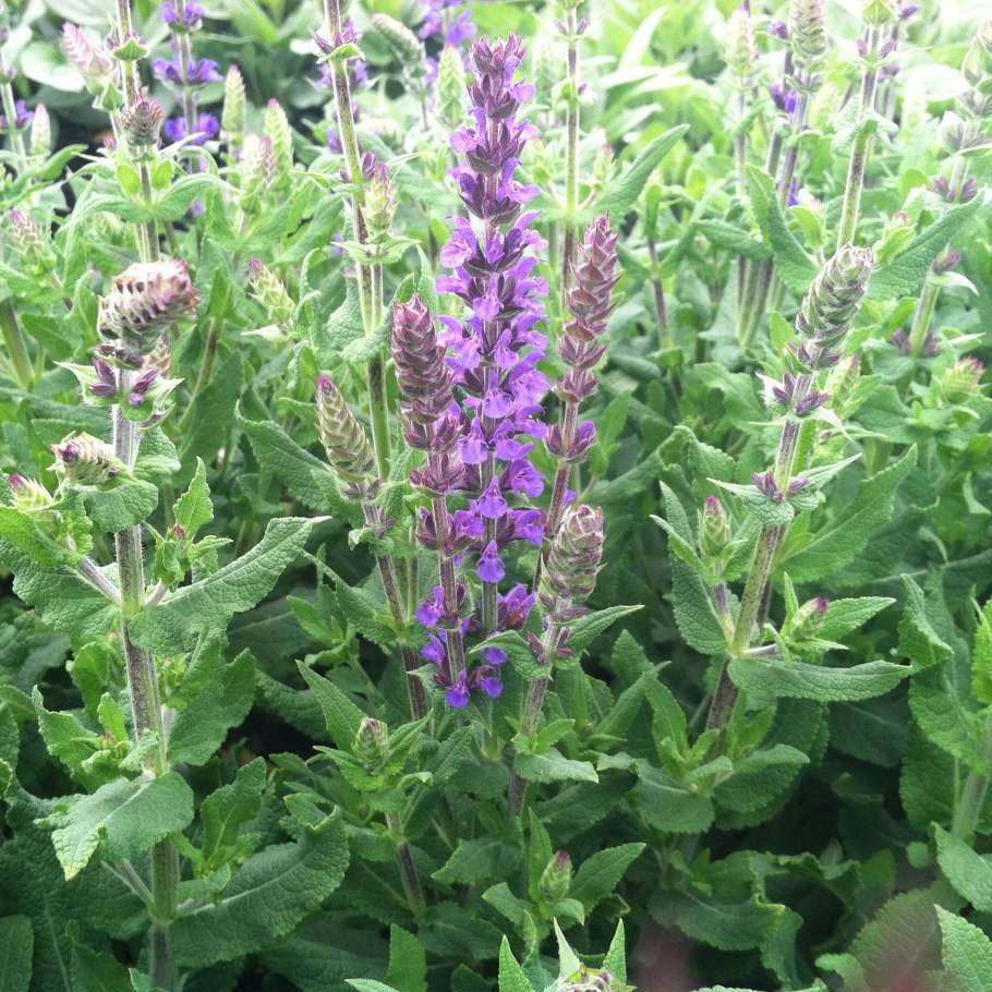 Шалфей соцветие