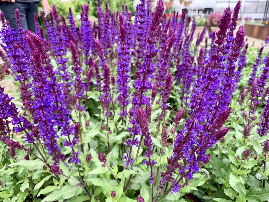 Шалфей Дубравный New Dimension Rose