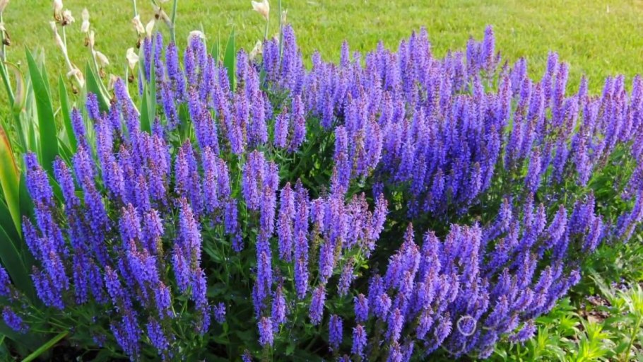 Шалфей Дубравный Найт Филд