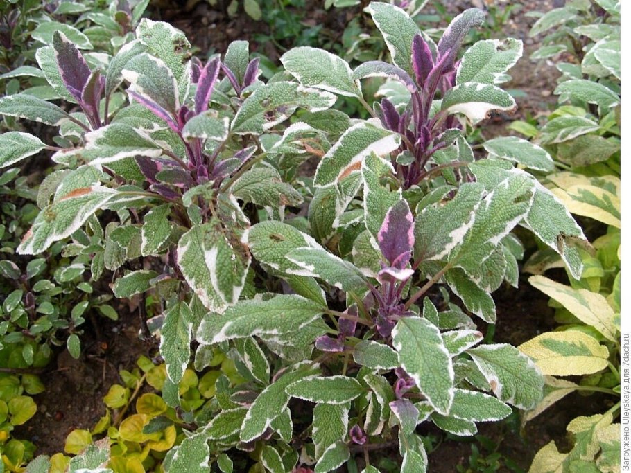 Шалфей Salvia officinalis Tricolor