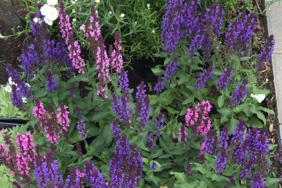 Чистец Византийский