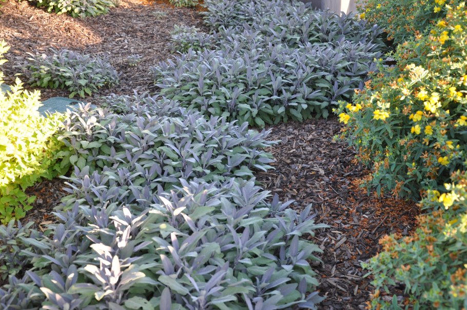 Шалфей Дубравный Маркус