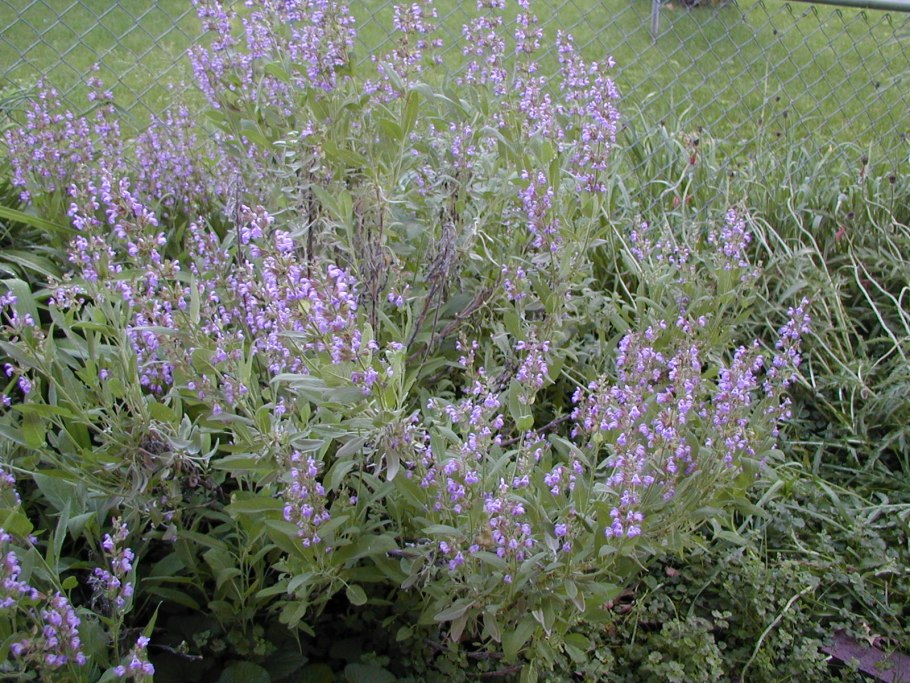 Шалфей Патриарший