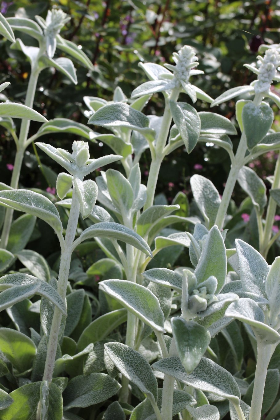 Сальвия Дубравная Виола Клоуз