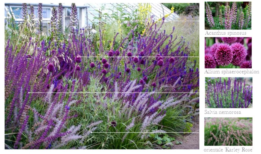 Шалфей Дубравный (Salvia nemorosa &#96;Caradonna&#96;)