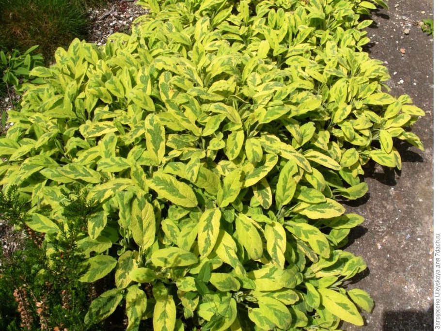 Шалфей Дубравный Нью Дименсион Блю