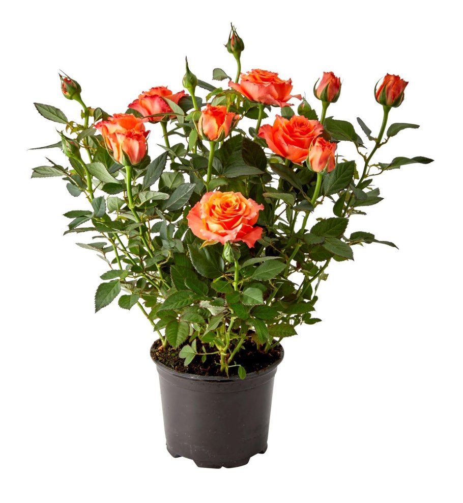 Роза Кордана (Rosa Kordana)