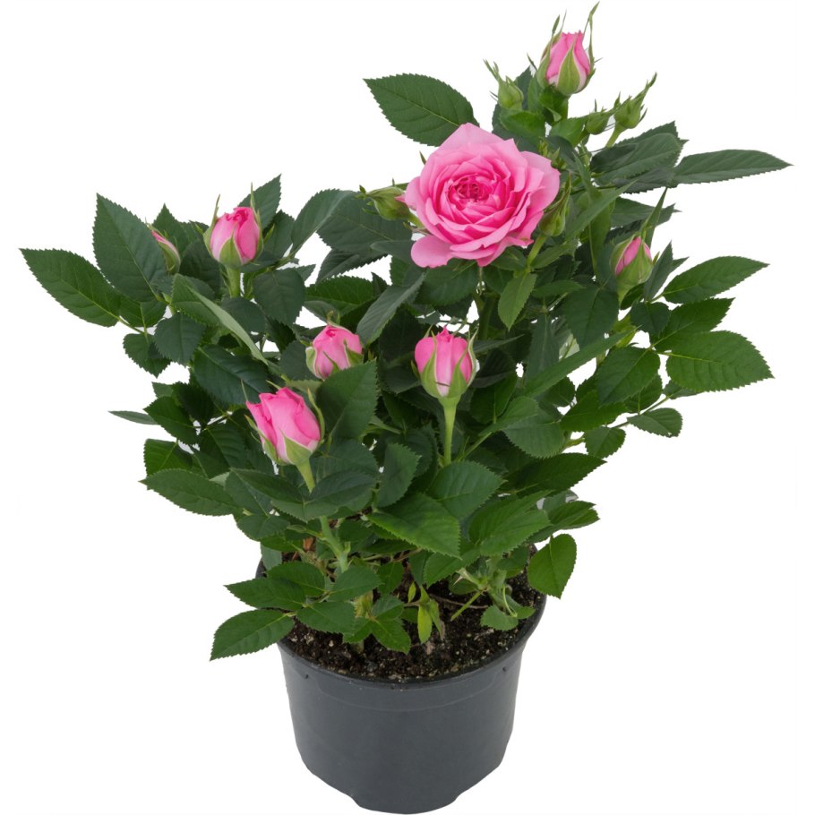 Роза Кордана микс роза Кордана микс