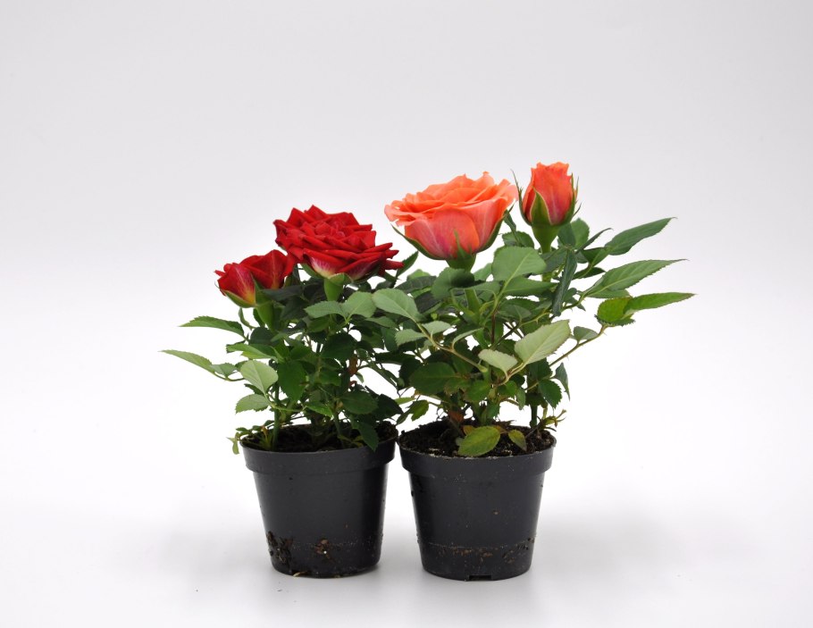 Роза Кордана (Rosa Kordana)