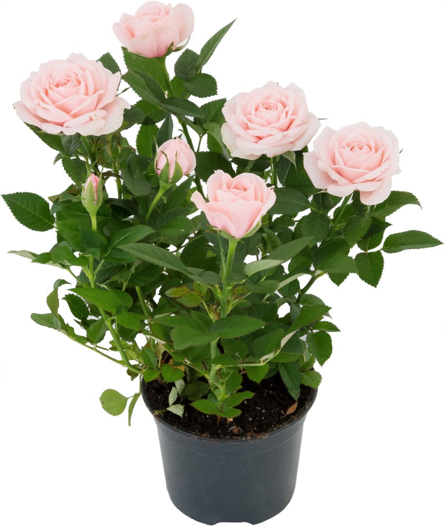 Роза Кордана микс