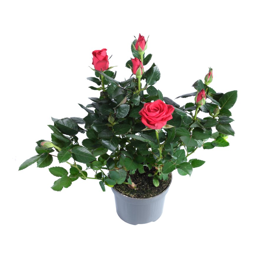 Роза горшечная Кордана микс