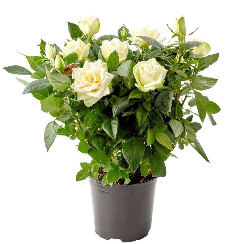 Роза (Rosa) бордюрная Кордана