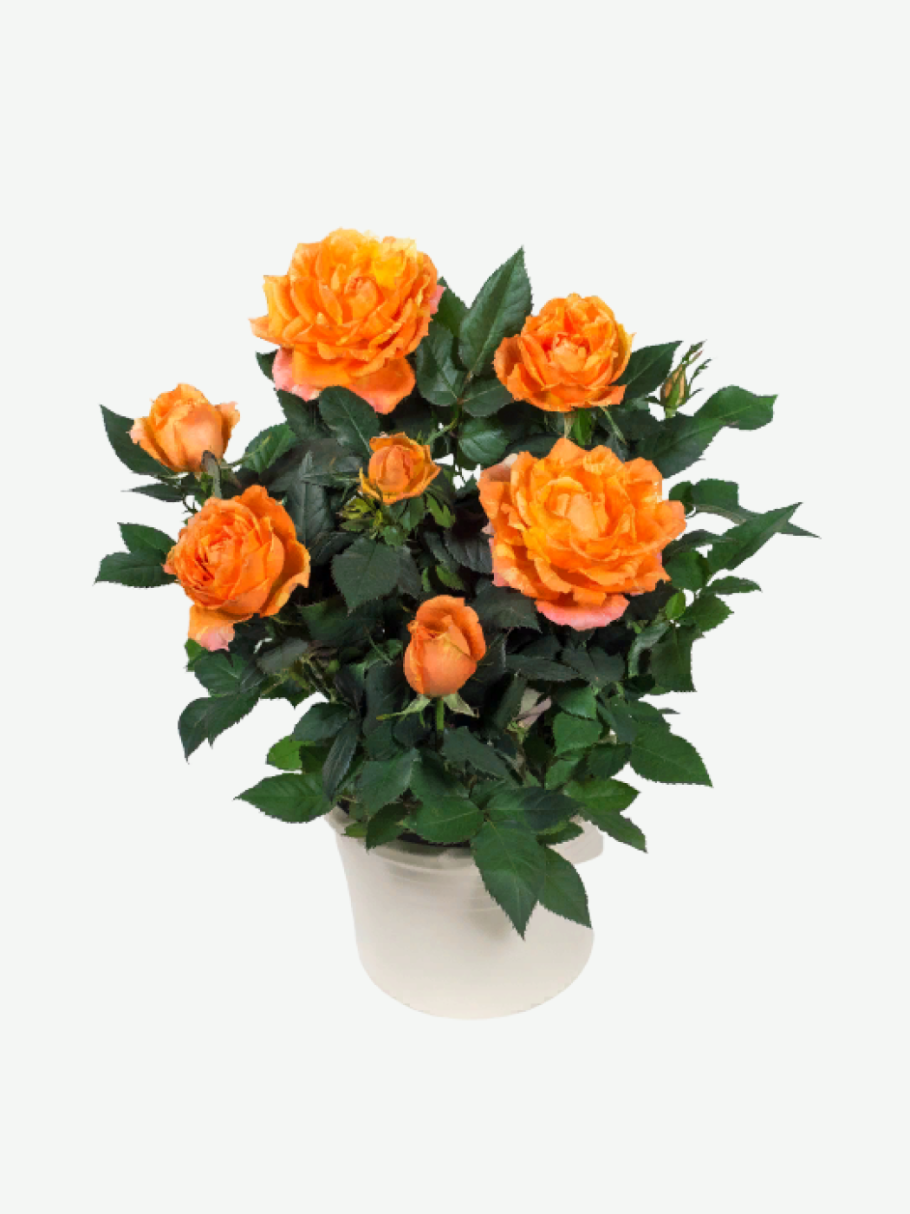 Роза Кордана d10 5 h30