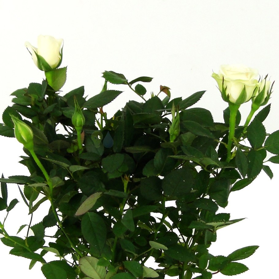 Роза Кордана белая Фрея