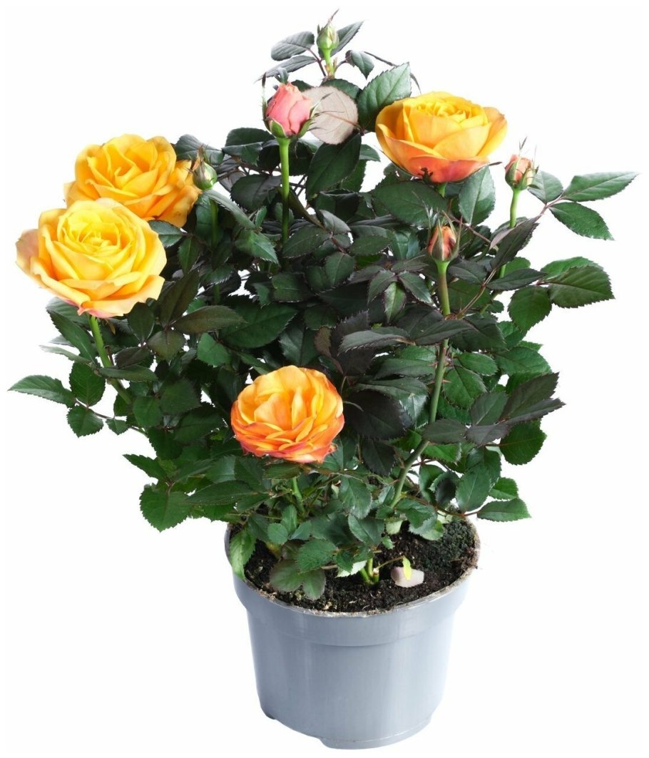 Роза Кордана (Rosa Kordana)