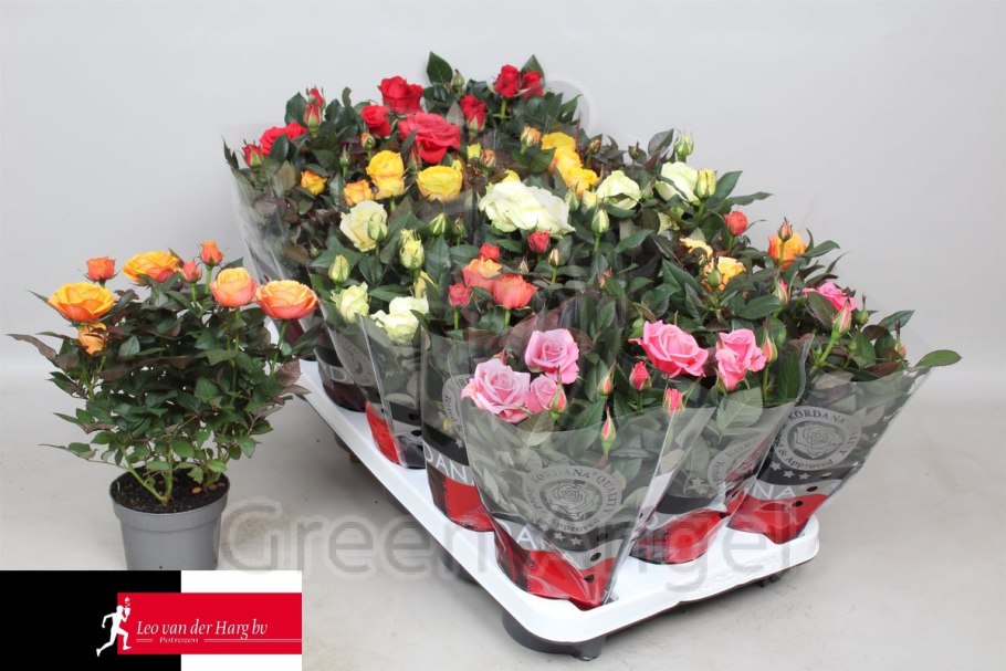 Роза Кордана Гранд Санстар