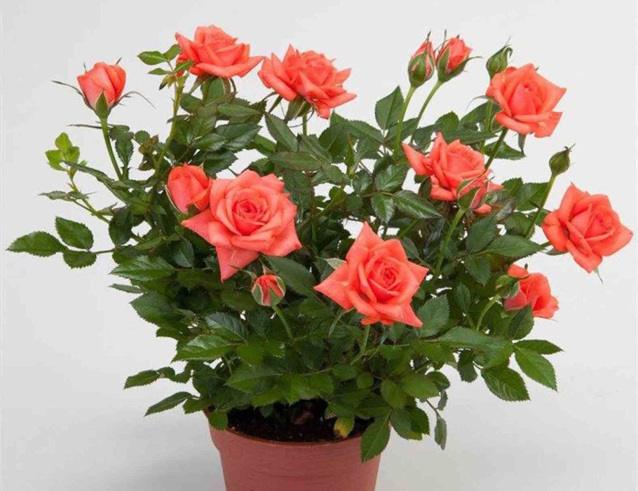 Роза Кордана Даника