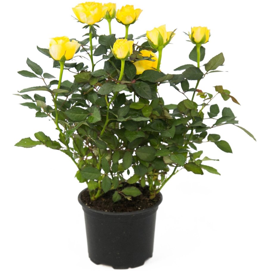 Роза Кордана Кармен