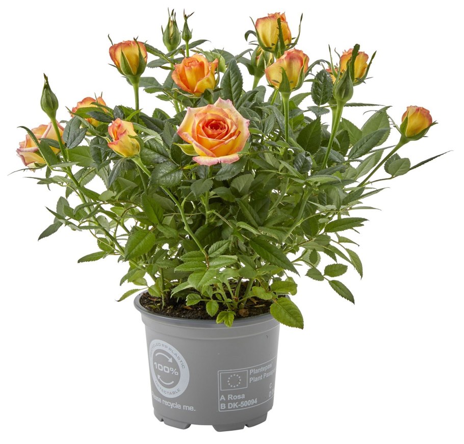 Роза Antique Kordana®