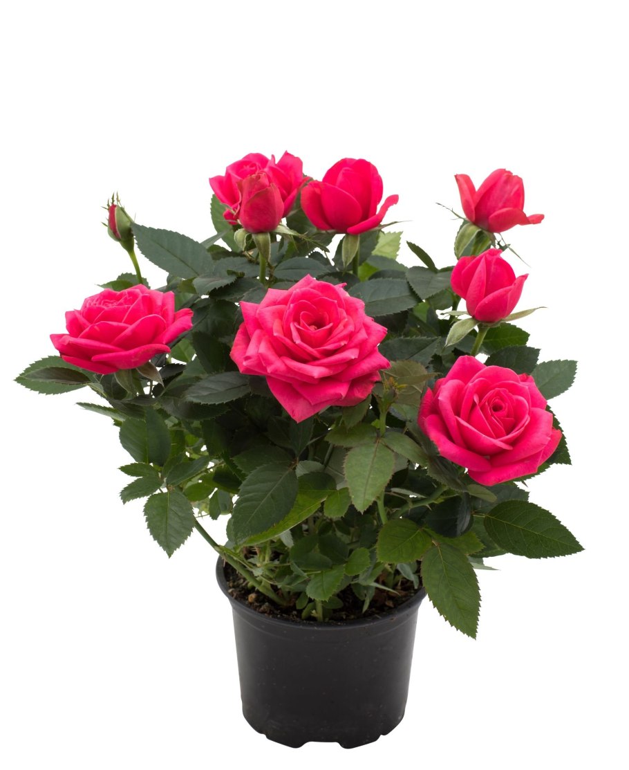 Роза Кордана Даника