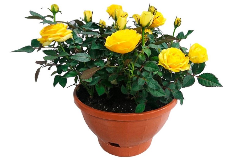 Роза Кордана розовая