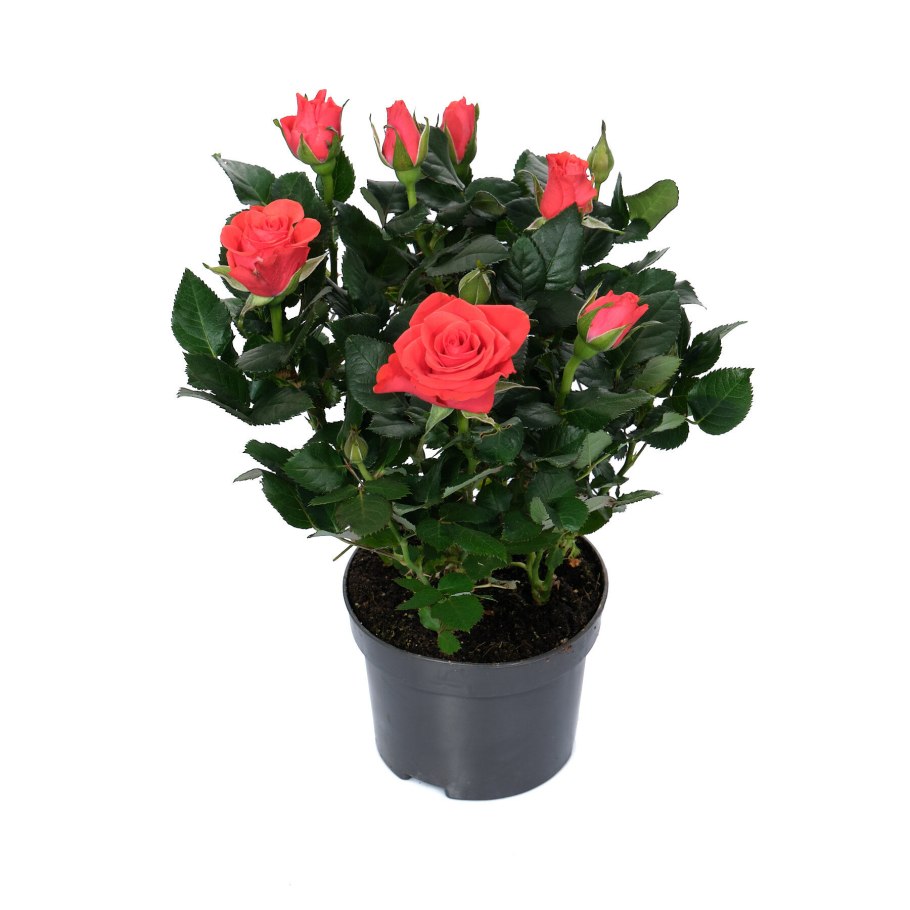 Роза Кордана микс роза Кордана микс