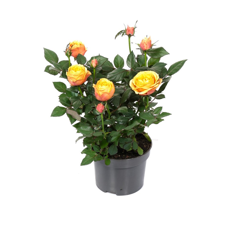 Роза бордюрная Кордана