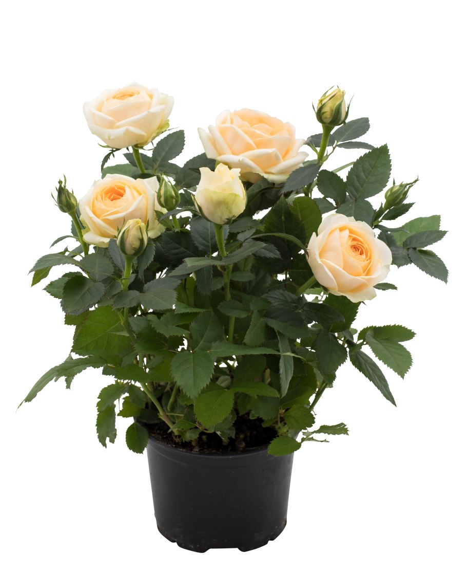 Роза Кордана Гранде