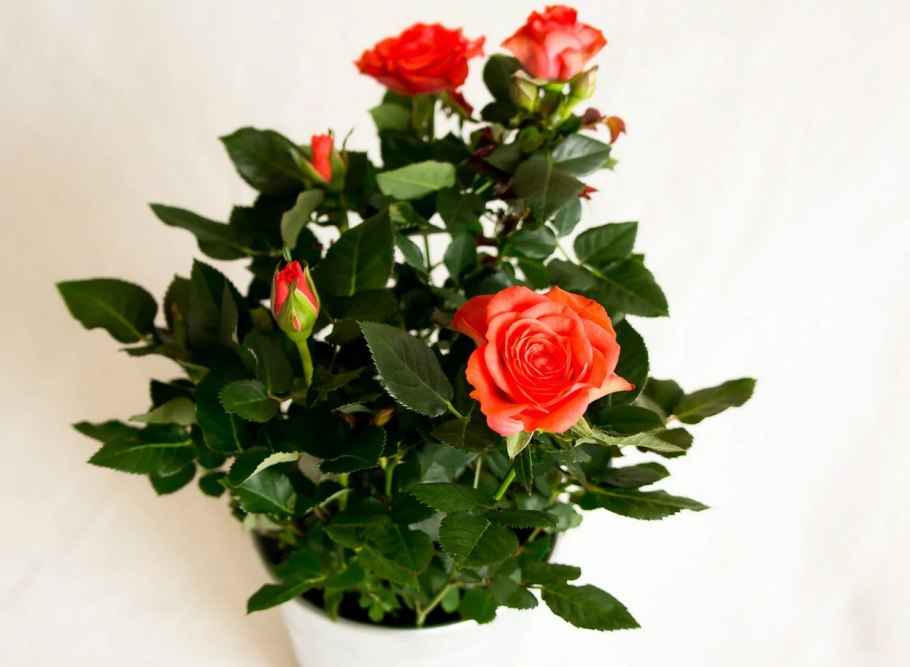 Роза Кордана сиреневая Лами отзывы