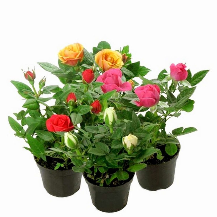 Роза Кордана Аполло